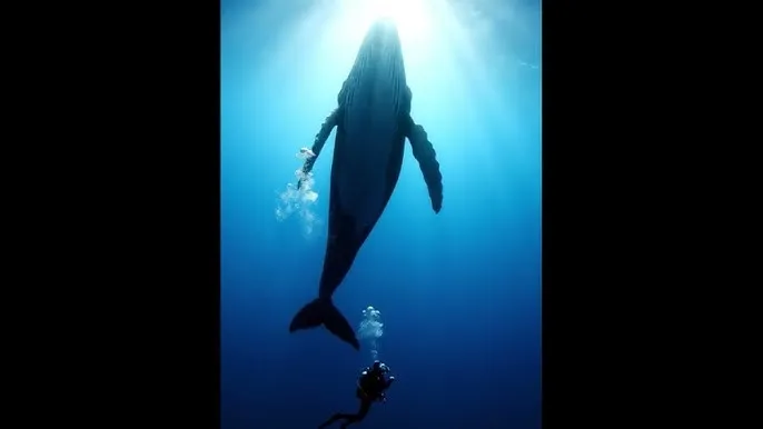 明宫谜案 - 深蓝星球：探索海洋深处的未知世界